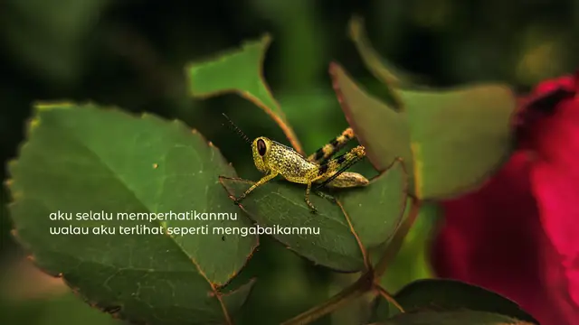 #status #fypシ゚ #macrophotography #redmi #photography 