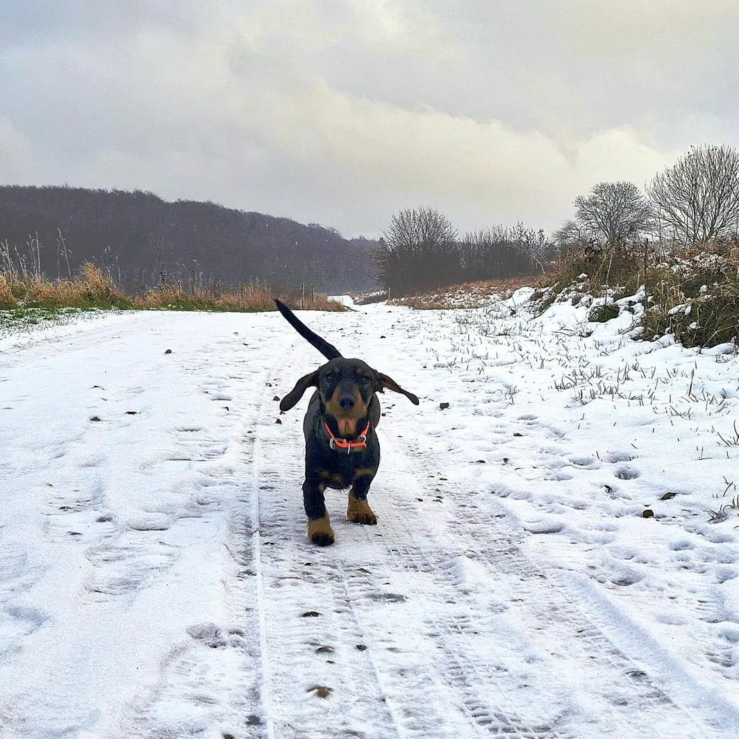 Rügen ❤️ Schnee Zugegeben, im Berufsverkehr ist Schnee auch bei uns nicht so gern gesehen. Aber spätestens beim nächsten Spaziergang lieben wir alles daran. Die Luft riecht unglaublich frisch, der Schnee glitzert wie tausendene Sterne und alles sieht neu aus. Meint Addi auch 😁