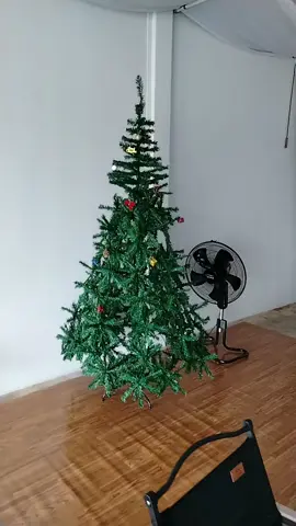 #ต้นคริสต์มาส ต้นคริสต์มาส มีหลายขนาดให้เลือก