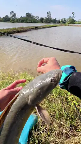 Đây với là cá sộp quấn ổ Hồ câu Lure trốn vợ hai : Tập 2 #LongPhaQuế #fishing #longphaquế #mồicâuphúthành #câucá 