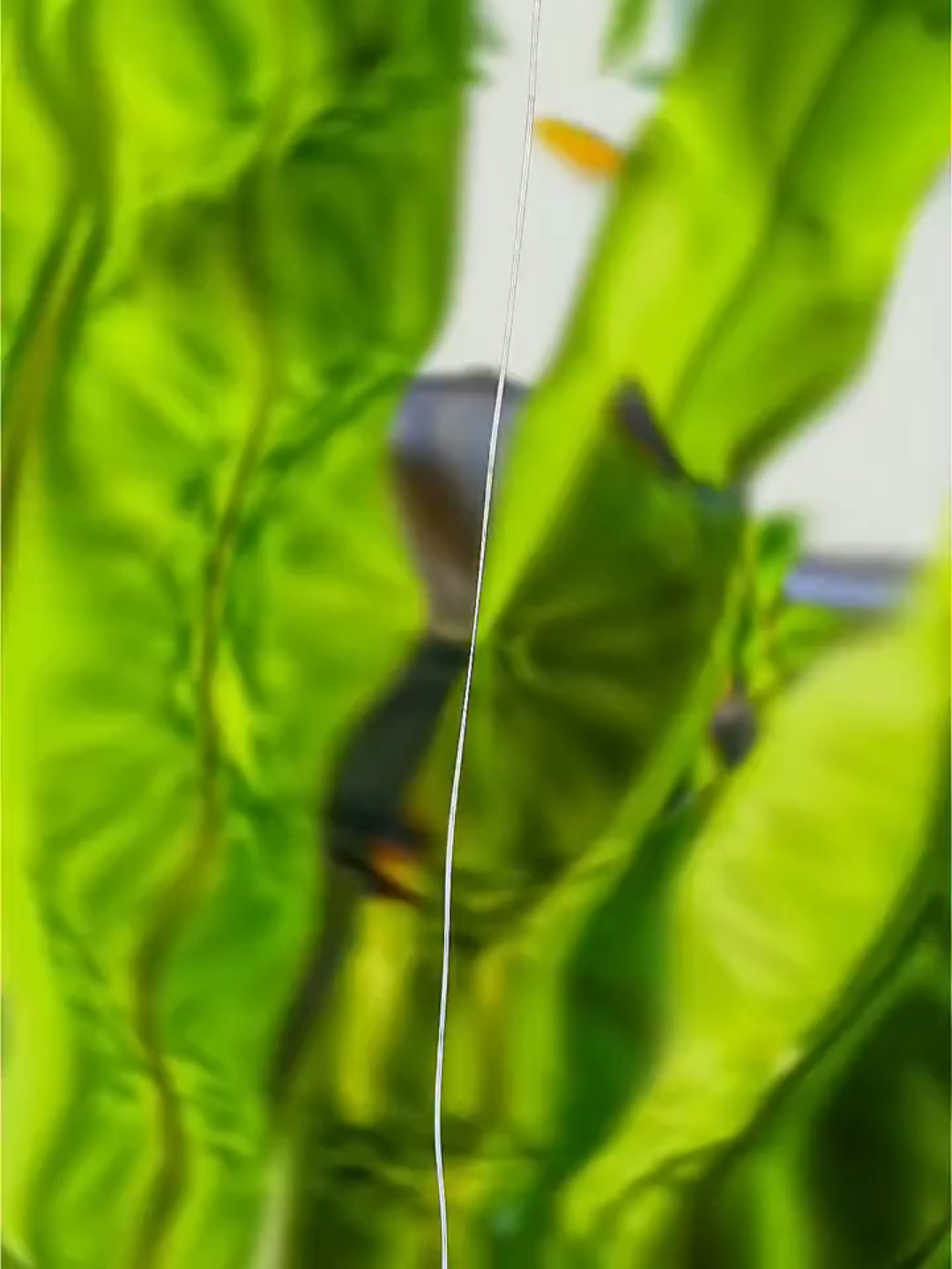 1000587504 konsep ikuti kata otak, jgnberpatok sama yg lain oke👍 #jj60fps #jj120fps #hightquality #smoot #aligmotion #presetalightmotion #fyp #beranda #flowers