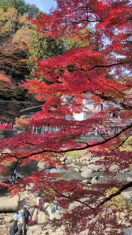 Mùa thu Korankei 2025 #autumn #aichi #japan 