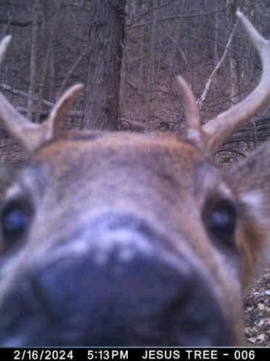 i love deers  #cuties #deers #fyp #cute