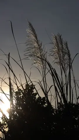#รักการถ่ายภาพ📸 #มุมของความรู้สึก🌾🌤️✨ #รักเสียงเพลง🎶🎼 #ภาพถ่ายเอง 