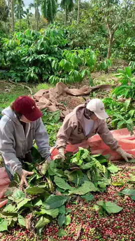 khi con gái muốn lấy ck mẹ ko cho lấy 😂 con đạp cả mẹ luôn 😂#xuhướng Tik tok 