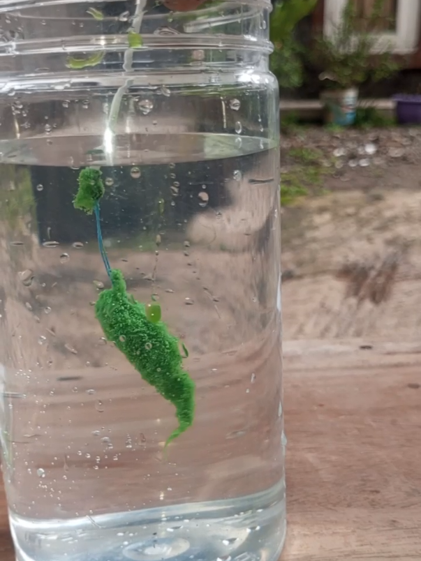 Lumut tiruan umpan mancing ikan nila #umpanlumut #mancingikannila #mancingnila #mancing #mancingikan 