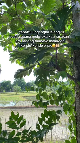 Enak gre naseng tauwwe puang🥺#foryoupage #fyp #bugistiktok #katakatabugis 