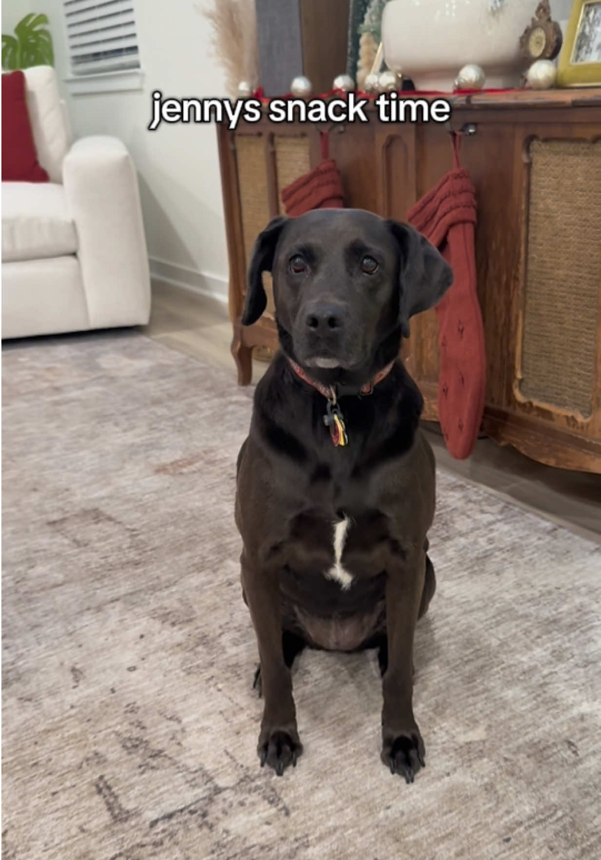 tonight jenny buries her treat lol #dog #cute #funnydog #goodnight #cutedog 