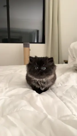 everybody say hi to bear!  #persiancat #kitten  #fluffykitten #britishshorthair 