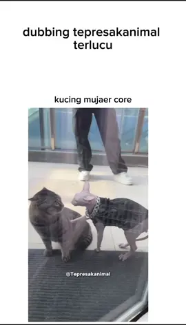 kucing core😹#dubbing#vidiolucu#kucinglucu#vidioviral#4u 