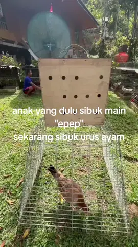 gif alok#epepselamanya #duniasementaraakhiratselamanya #ayamfilipin🇵🇭 