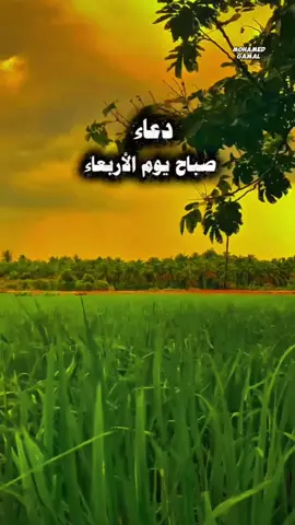 اللهم في هذا الصباح ارزقنا راحة بال، وبركة في الوقت، وفرحًا يبدد همومنا، ويسّر لنا من الخير ما لا ننتظر. #دعاء  #اللهم_امين #دعاء_الصباح #يارب  #foryouシ