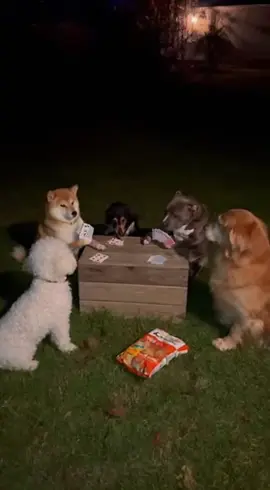 kucong : Surpriseee !! 😂😂 #kucinglucu #lucu