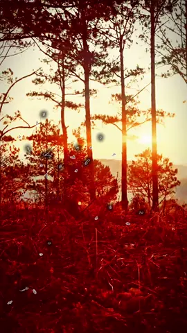 Trên con đường chiều về thôn vắng…#nhachaymoingay #nhactamtrang #xuhuong2025 #fyp #thanhnguyn3958 