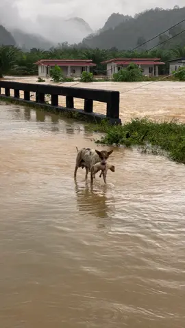 คลิปจริง สถานการณ์จริง ไม่ใช่ AI นะคะ แม่หมาและน้องหมายังมีชีวิต รอด ปลอดภัยดีค่ะ #ความรักของแม่ #น้ําท่วม68 