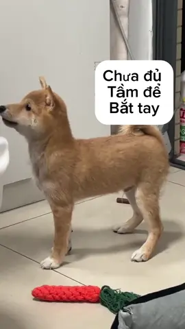 Out chình 😂#yeucho #yeudongvat #xuhuong #dongvathaihuoc 