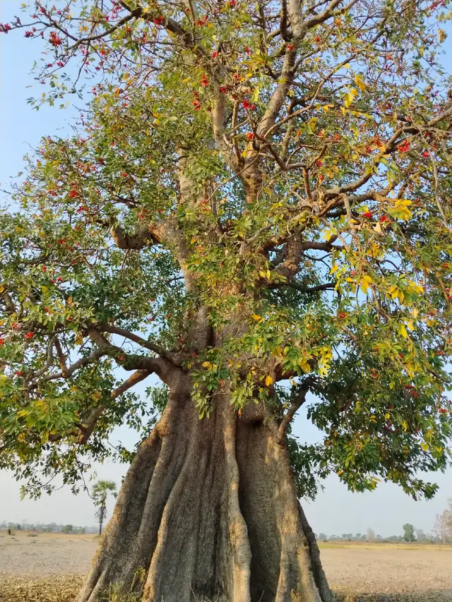 နွေ သို့အလွမ်း 🍃🍃🍃#အညာဓလေ့တောဓလေ့ #အညာသဘာဝနဲ့အညာမြေ #kopyaetravel&vlog