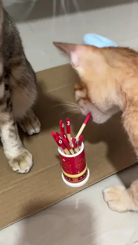 วันนี้น้องให้แค่นี้นะคะ โดนเมินหมดเลย😂 #แมว #แมวให้หวย 