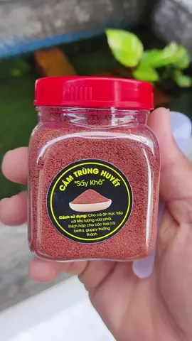 Cám Trùng Huyết sấy khô size Lớn, nhỏ vẫn ăn được #Cá #Cá7màu #CáCon 