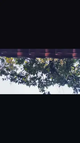 jika cinta sudah habis maka yang tersisa hanyalah kesetiaan#psht #pshtpusatmadiun #fyp #fouryou 