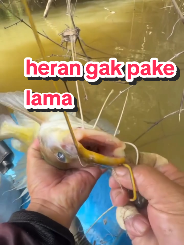 heran benar benar gacor, gak pake lama #umpankucur #umpanmancing #baung #sorotanpublik #tiktokviral 