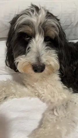 #doodle#doodlesoftiktok 