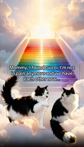 Armani was the Top Cat in the neighborhood. Everyone loved him and he was the boss. 🌈🐈‍⬛ @SaraAnna444  #rainbowbridge #petheaven #pettribute #petmemorial #cats  
