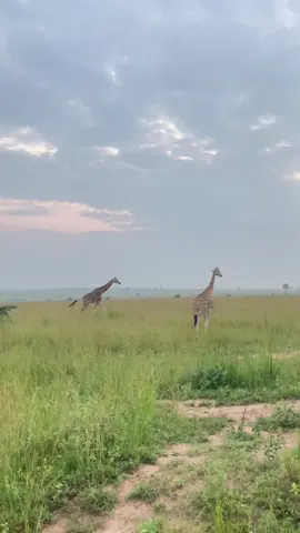 📍 Muchison falls national park 🏞️ #uganda 