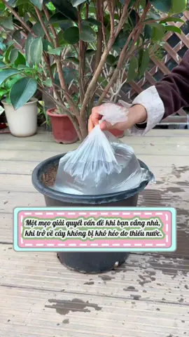 Một mẹo giải quyết vấn đề khi bạn vắng nhà, khi trở về cây không bị khô héo do thiếu nước.#meotrongcay #chamsoccay #trongcaytainha #trongcaysieude #fyp 