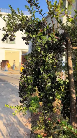 Làm ít cơm nguội các bác ơi 