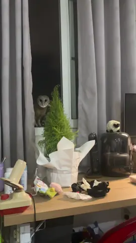 Khách đến nhà chủ nhà sợ té xỉu 🥹 K ngờ SG mà cũng gặp con này, nó to muốn cắp tui đi luôn, cứ nhìn chằm chằm mình