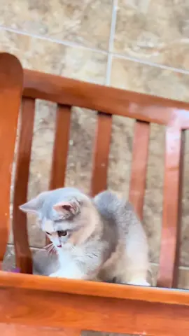 Ceper habisss 😎  #fypシ #beranda #kucinglucu #munchkin #adopsikucing 