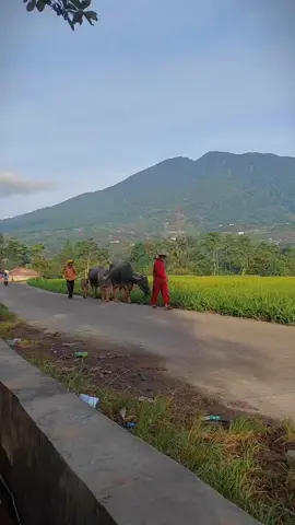 #CapCut  #FYP pagi yang sedikit kesiangan 