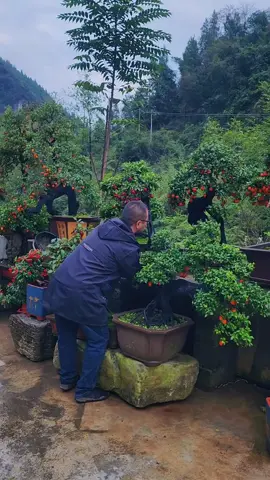 Hồng Cẩm Thạch. em mời các bác thưởng lãm tác phẩm vip này #caycanh #bonsaimini #bonsai #tiktok 