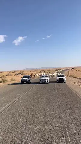 اذكروا الله منقية الشيخ فايز الوهاب #البل #عطايا_الله🐪 #نفود #الوهاب 