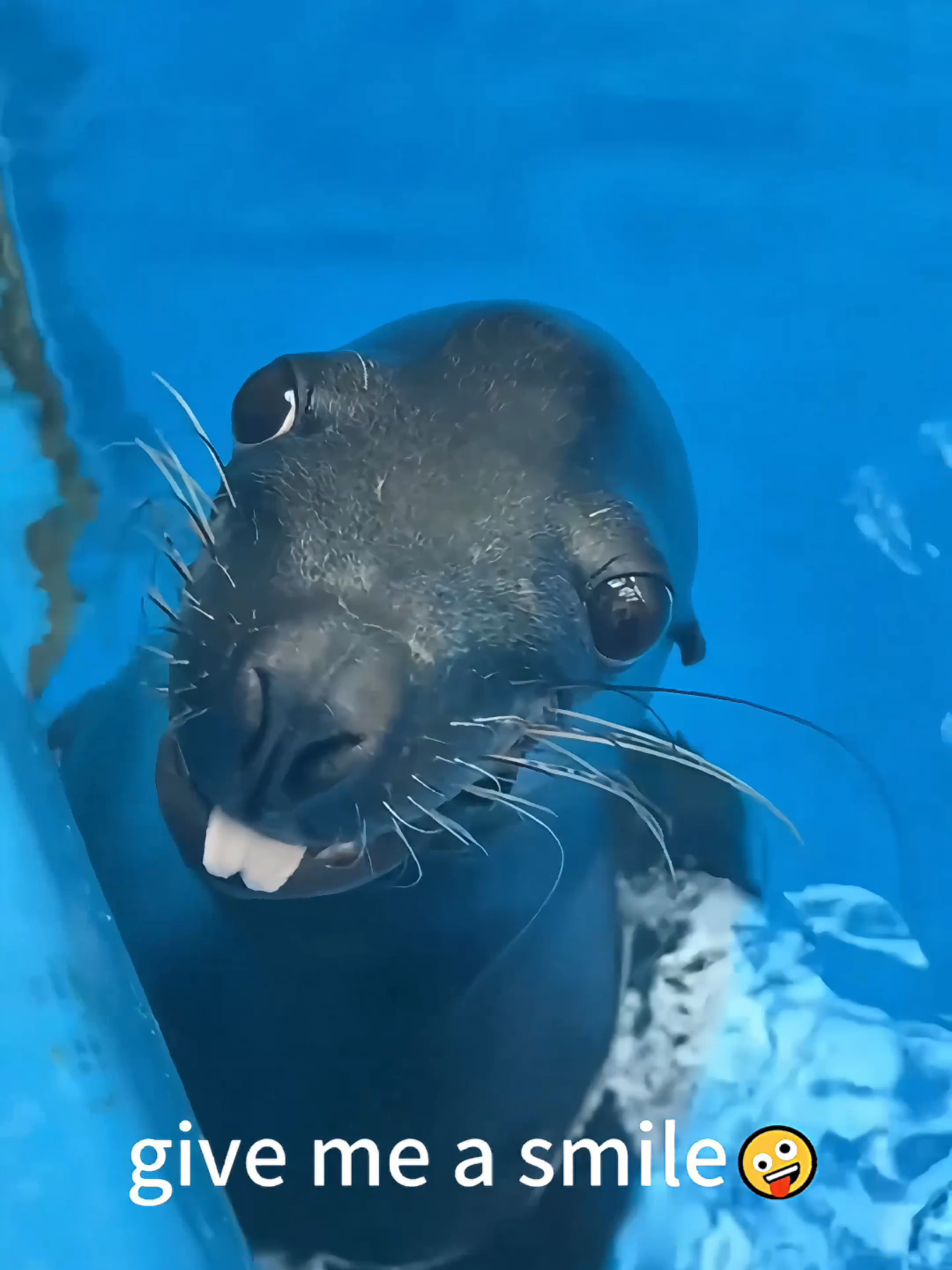 [core]are there ordinary members of the pinniped crew?#funny #pet #pinniped #seal #sealion 