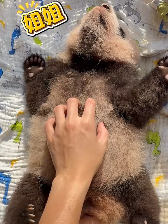 #gấutrúc #panda #douyin抖音 #douyin_china #gautruc #xuhuong #trendingvideo #xuhuong #viralvideo#orderchina.cute #cophongtiem