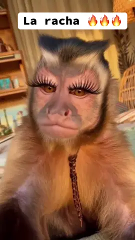 #changos #pestañas #laracha #paratii 