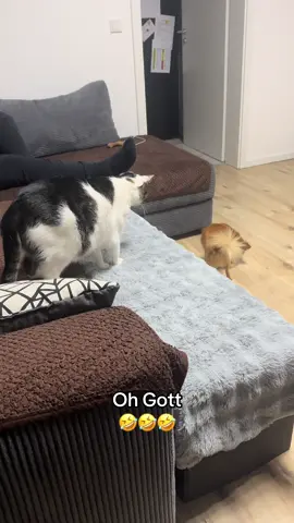 #tommy_derkater #katze #chihuahua 