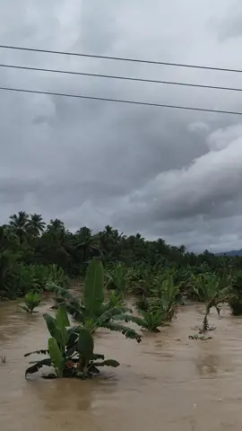 info terkini,,  sungai batang gadis semakin meluap  #jembatan #jambur #nagajuang #banjir #trending 