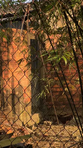 hoài niệm.  #thanhtrieu15 #xuhuongtiktok #xuhuong 