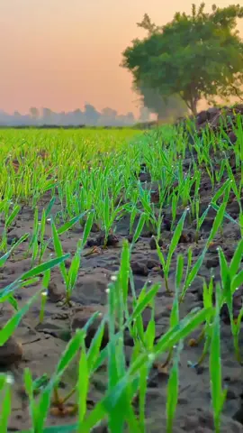 #sohnapind149 #virelvideo #trending #viral #fyp 