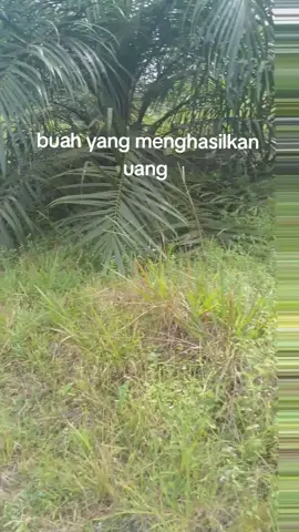 #foryoupage #fypppp  #sawit #kalbar