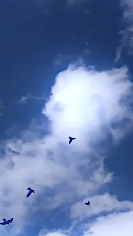 هم يجي يوم وتعوف الحمام؟ 🕊️…🚶🏻 #حمام_لوت #لايك_متابعه_اكسبلور #محضوره_من_الاكسبلور_والمشاهدات #احبكم_يا_احلى_متابعين #الشعب_الصيني_ماله_حل😂😂 