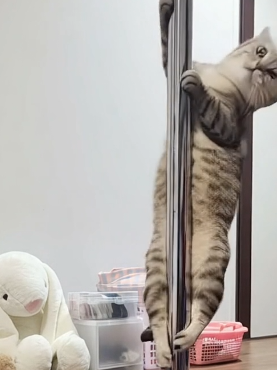 Mr Sam dancing  #catsoftiktok #sexy #cat #poledance #dance 