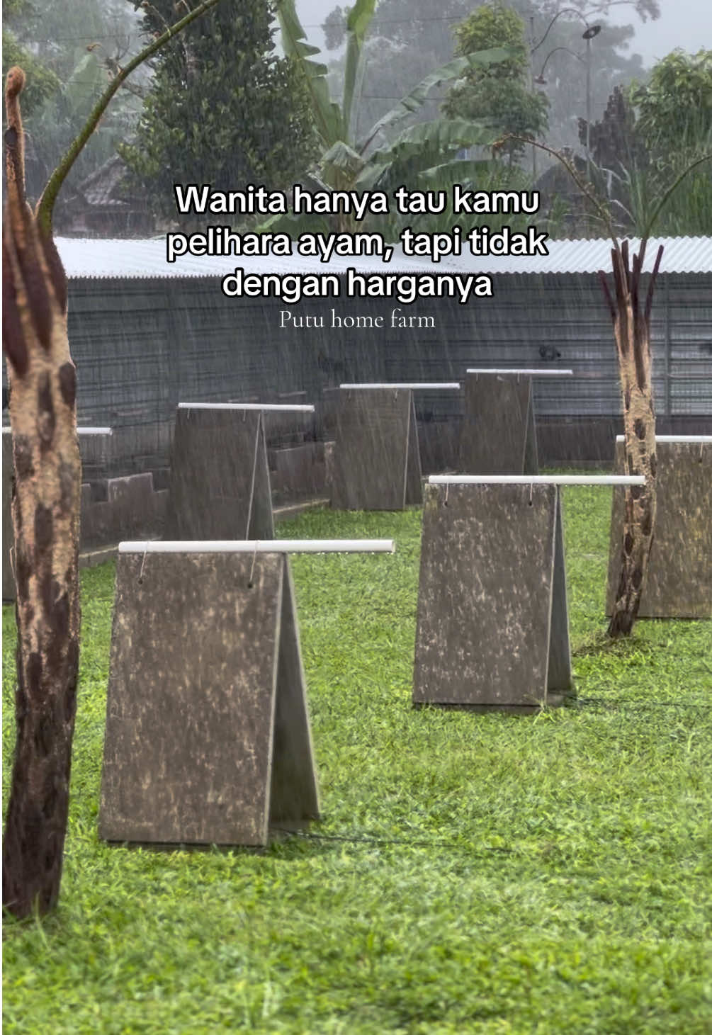 Jangan sampai tau modal kandangnya juga😃🙏🏻 #putuhomefarm #popeyegrey #peternakmuda #ayamimport 