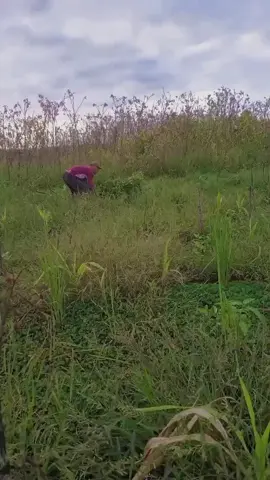 #peternakmuda #peternakambingindonesia #ngarit#masukberanda#viral#fypシ゚