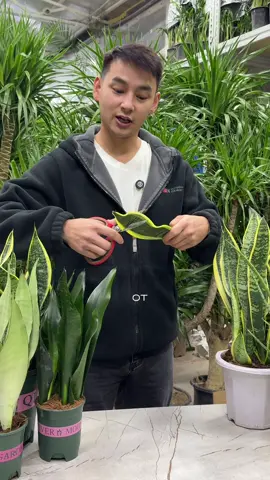 А какие растения, для очистки воздуха, знаете вы?  