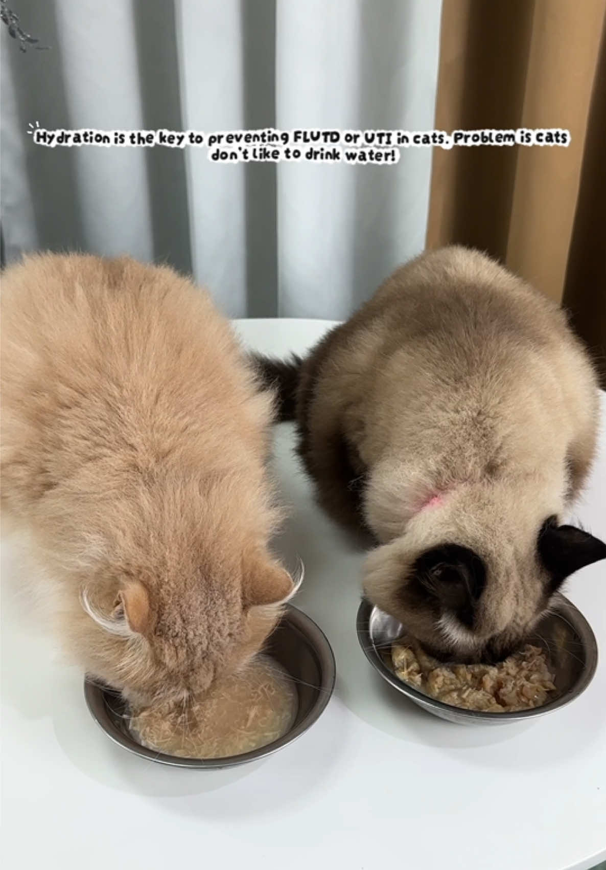 PETSUP CLASSIC CAT WET FOODS #petsupplies #petsupph #petsupcatwetfood #catwetfoods #classiccatwetfood 