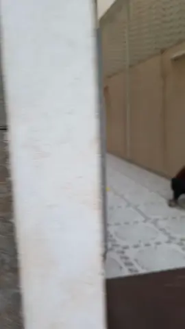 نحن ‏متخصصون فى تصميم وتنسيق الحدائق المنزلية والعامة توريد وتركيب العشب الصناعي حدائق وملاعب توريد وزراعة العشب الطبيعي بأنواعه توريد وزراعة الاشجار والورود والنخيل تركيب شلالات ونوافير وديكورات تركيب مظلات خشبية وكل ما يخص الحدائق  يوجد صيانة شهريه #غرفه_زجاجيه #ديكور #حدائق_منزلية #ارضيات #جداريات                             للتواصل/0556915355